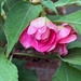 Bashful Bloom