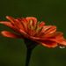 The rain drop