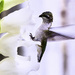 Hummingbird and Gladiolus