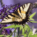 Swallowtail