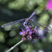 Dragon Fly