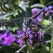 Dragon Fly and Flowers