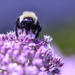 Bee on Flower