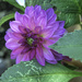 Dhalia Beauty