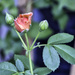 Rosebud Unfurling