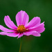 Cosmos bloom and friend