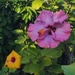 Two Different Hibiscus ~