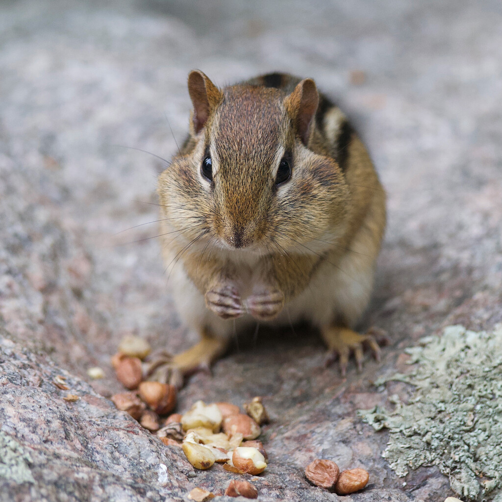 A Grateful Chipmunk by berelaxed