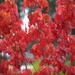 Red Maple Tree