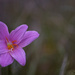 Rain Lily