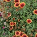 Blanket Flower