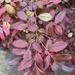 Little gold leaves flickering in the sunlight.