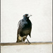 Magpie