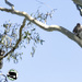 hang on - 2 fellas and 1 branch
