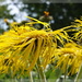 another bad hair day