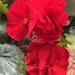 Begonias