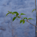 New Growth