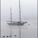 Foggy Dawn