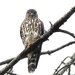 Merlin 