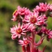 Houseleek