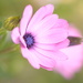African daisy~~~~~