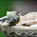 Fluffy young blue tit