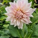 Dahlia 
