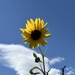 Sunny sunflower