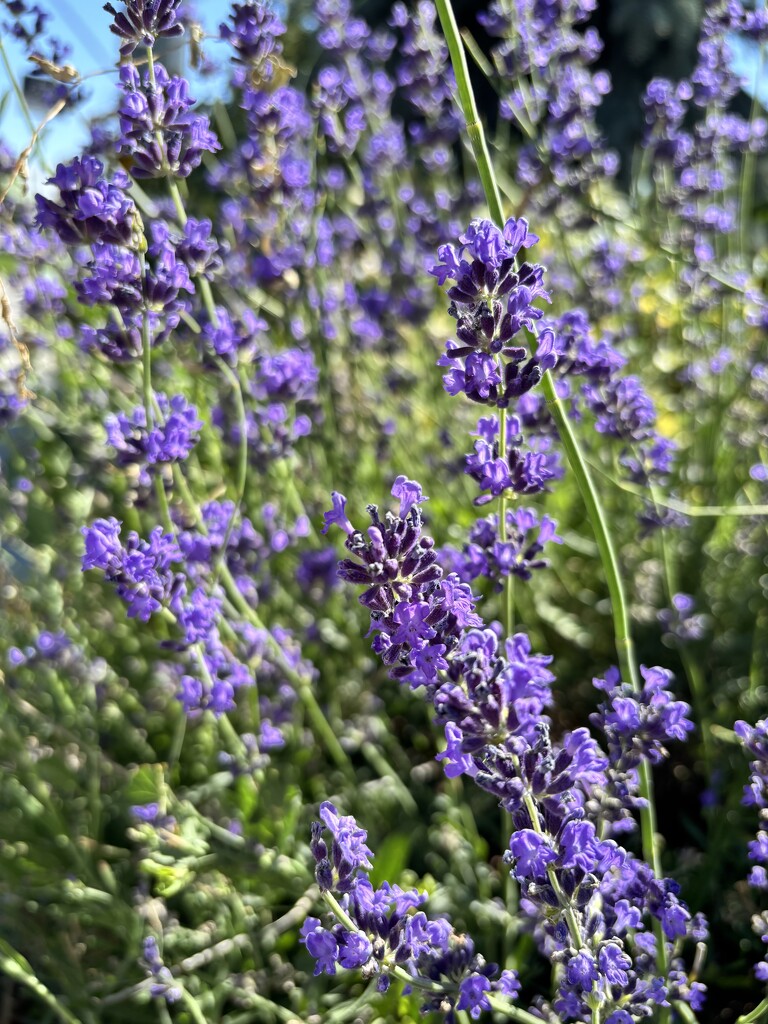 Fragrant lavender by pirish