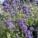 Fragrant lavender