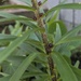 Tiger Lily bublets