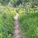 Narrow Is The Pathway 