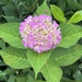 Hydrangea