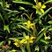 Inky Dinky Spider in the Loosestrife