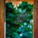 A web for the web