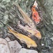Koi