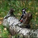 Great spotted woodpecker 