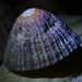 Limpit