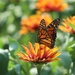 Zinnia's Friend
