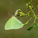 Cloudless Sulphur