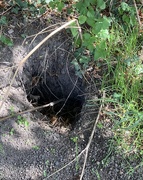 6th Aug 2025 - Badger Sett?