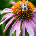 Bumble bee