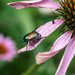 Japaness beetle