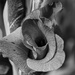 Gladiola-3