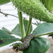 Monarch catapillar