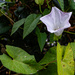 Wild morning glory