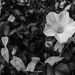 Wild morning glory-2