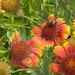 Blanket flowers and bee
