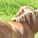Pretty Horse...