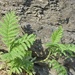 Tiny Ferns